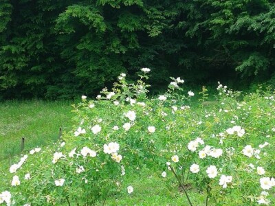 Dušanka Šurlan sa pekmezom od šipka pokrenula poslovnu ideju "Naše teglice" - i pobijedila Dušanka Šurlan sa pekmezom od šipka pokrenula poslovnu ideju "Naše teglice" - i pobijedila