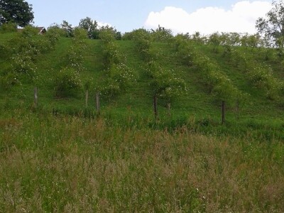 Dušanka Šurlan sa pekmezom od šipka pokrenula poslovnu ideju "Naše teglice" - i pobijedila Dušanka Šurlan sa pekmezom od šipka pokrenula poslovnu ideju "Naše teglice" - i pobijedila