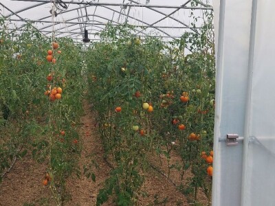 Duška i Aleksandar Radovanović