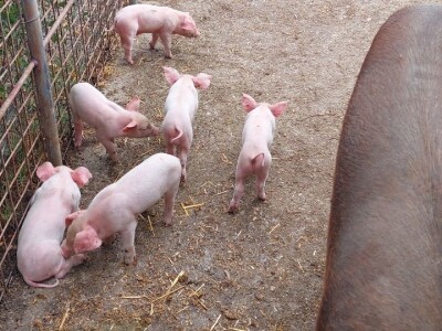 Duška i Aleksandar Radovanović