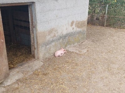 Duška i Aleksandar Radovanović