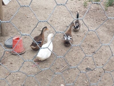 Duška i Aleksandar Radovanović