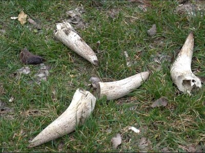 Duvanjski viking turiste dočekuje "naoružan do zuba"