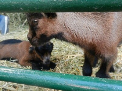 Kozarstvo u ekspanziji