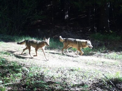 Prof. dr. sc. Josip Kusak - vukovi i križanci