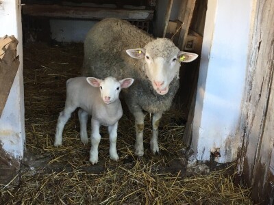 Dvadesetdevetogodišnji Nemanja Marjanović četiri godine se bavi ovčarstvom