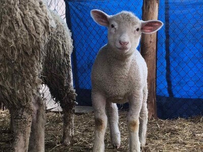 Dvadesetdevetogodišnji Nemanja Marjanović četiri godine se bavi ovčarstvom