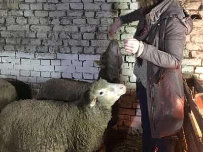 Dvadesetdevetogodišnji Nemanja Marjanović četiri godine se bavi ovčarstvom