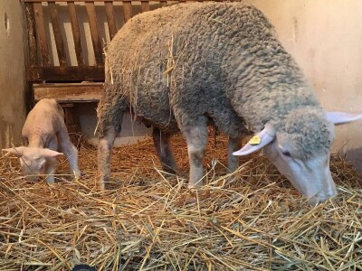 Dvadesetdevetogodišnji Nemanja Marjanović četiri godine se bavi ovčarstvom