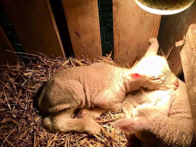 Dvadesetdevetogodišnji Nemanja Marjanović četiri godine se bavi ovčarstvom