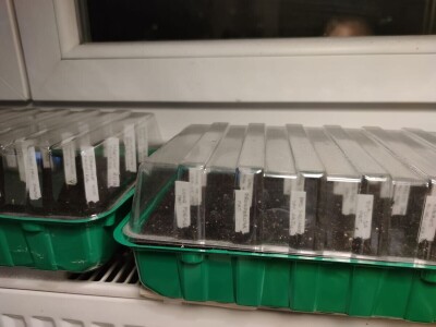 Dvije prijateljice dva načina sjetve i sadnje rajčice