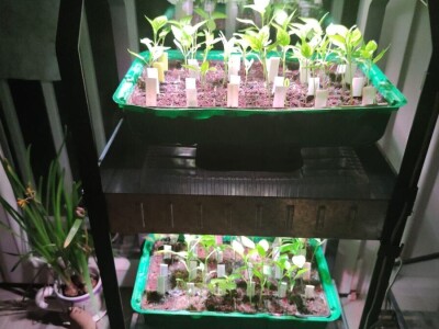 Dvije prijateljice dva načina sjetve i sadnje rajčice