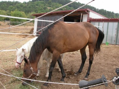 Dvogodišnja kobila Mercedes u prvom planu na ranču Majić-Zec