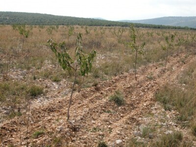 Dvogodišnji nasadi badema OPG Josip Čarić