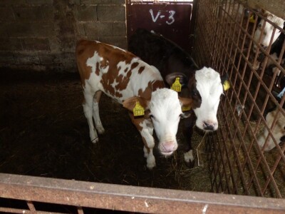 Ovo su neke od Mihovih krava