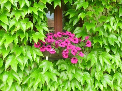 Najlepša dvorišta Vlakče