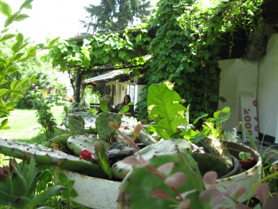 Dvorište puno biljaka