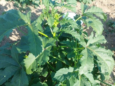 Džemal i njegova bamija: Italija ih zove, a motokultivator još sanjaju