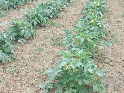 Džemal i njegova bamija: Italija ih zove, a motokultivator još sanjaju