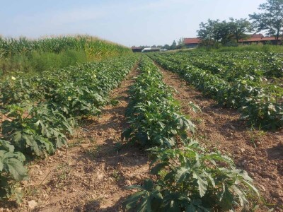 Džemal i njegova bamija: Italija ih zove, a motokultivator još sanjaju