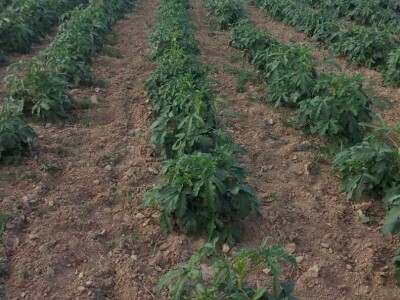 Džemal i njegova bamija: Italija ih zove, a motokultivator još sanjaju