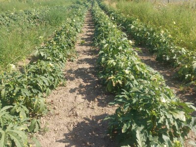 Džemal i njegova bamija: Italija ih zove, a motokultivator još sanjaju