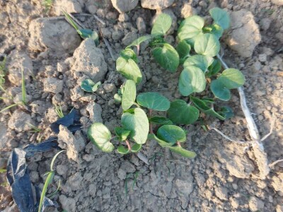 Džemal i njegova bamija: Italija ih zove, a motokultivator još sanjaju