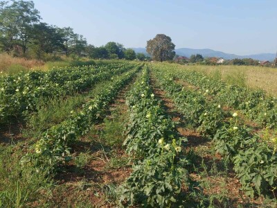 Džemal i njegova bamija: Italija ih zove, a motokultivator još sanjaju