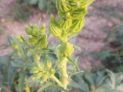 Džemal i njegova bamija: Italija ih zove, a motokultivator još sanjaju