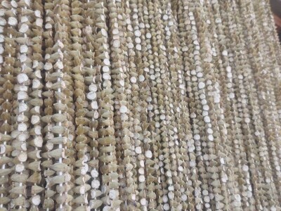 Džemal i njegova bamija: Italija ih zove, a motokultivator još sanjaju