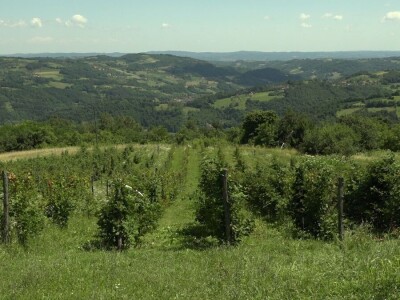 "Džemara" osvaja tržište