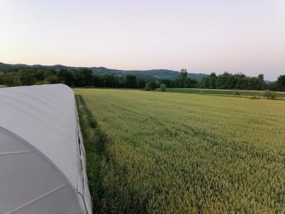 Dženan Bašić: U treći plastenik planiramo uzgajati jagodu po eko standardima