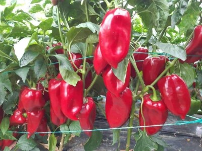 Dženan Bašić: U treći plastenik planiramo uzgajati jagodu po eko standardima