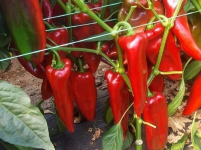 Dženan Bašić: U treći plastenik planiramo uzgajati jagodu po eko standardima