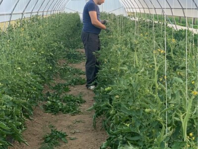 Dženan Bašić: U treći plastenik planiramo uzgajati jagodu po eko standardima