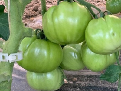 Dženan Bašić: U treći plastenik planiramo uzgajati jagodu po eko standardima