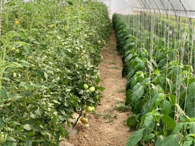 Dženan Bašić: U treći plastenik planiramo uzgajati jagodu po eko standardima