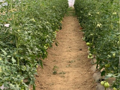 Dženan Bašić: U treći plastenik planiramo uzgajati jagodu po eko standardima