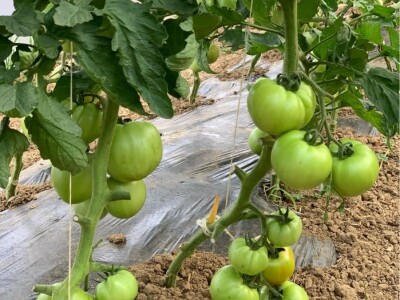 Dženan Bašić: U treći plastenik planiramo uzgajati jagodu po eko standardima