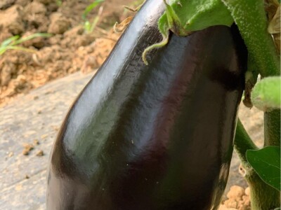 Dženan Bašić: U treći plastenik planiramo uzgajati jagodu po eko standardima