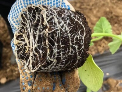 Dženan Bašić: U treći plastenik planiramo uzgajati jagodu po eko standardima