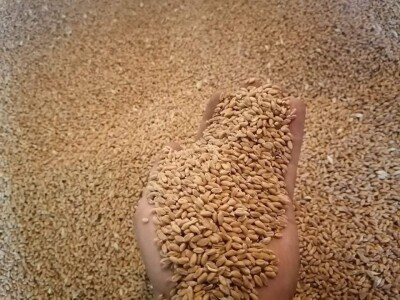 Dženan Bašić: U treći plastenik planiramo uzgajati jagodu po eko standardima