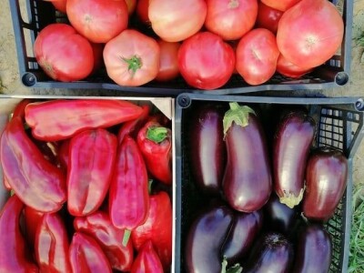 Dženan Bašić: U treći plastenik planiramo uzgajati jagodu po eko standardima