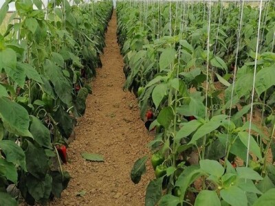 Dženan Bašić: U treći plastenik planiramo uzgajati jagodu po eko standardima