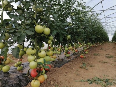 Dženan Bašić: U treći plastenik planiramo uzgajati jagodu po eko standardima