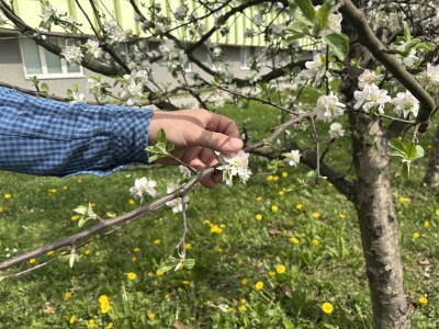 Dževad Lavić, stručni savjetnik za voćarstvo iz Federalnog zavoda za poljoprivredu Dževad Lavić, stručni savjetnik za voćarstvo iz Federalnog zavoda za poljoprivredu