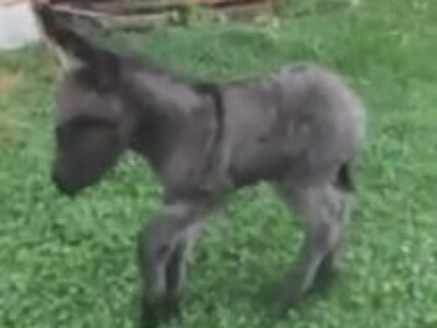 Malo magare je ljubimac obitelji Malo magare je ljubimac obitelji