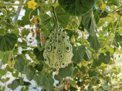 Džinovski paradajz i kivano privlače pažnju kupaca Džinovski paradajz i kivano privlače pažnju kupaca