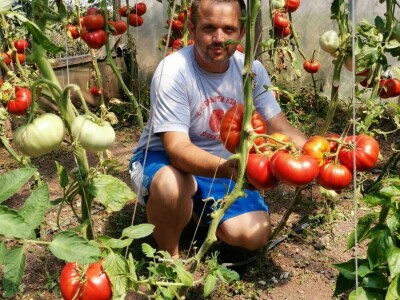 Džinovski paradajz i kivano privlače pažnju kupaca Džinovski paradajz i kivano privlače pažnju kupaca