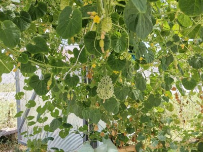 Džinovski paradajz i kivano privlače pažnju kupaca Džinovski paradajz i kivano privlače pažnju kupaca